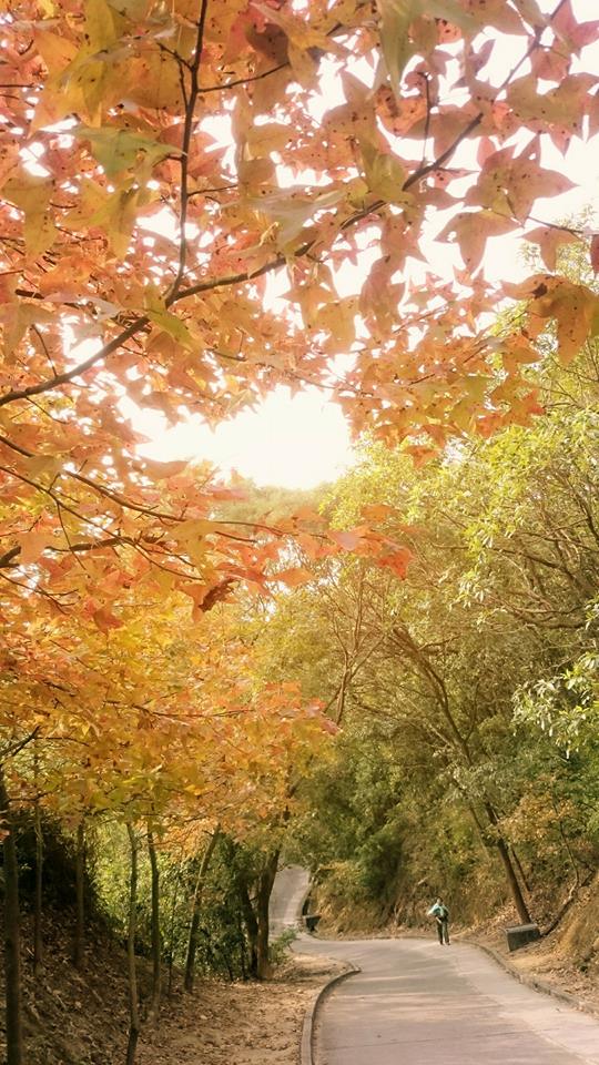 「大棠。賞玩嘉年華」．玩齊賞葉、郊遊、親子遊戲