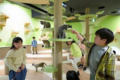 日本限定‧兒童「扮貓」樂園