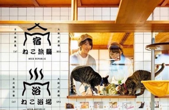 日本「貓貓旅館」‧好位+好玩