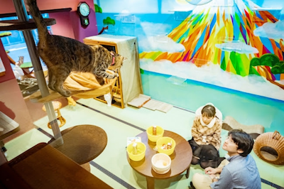 日本「貓貓旅館」‧好位+好玩