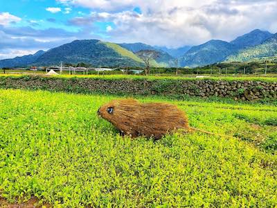 巨型「稻草動物」．台灣親子上場